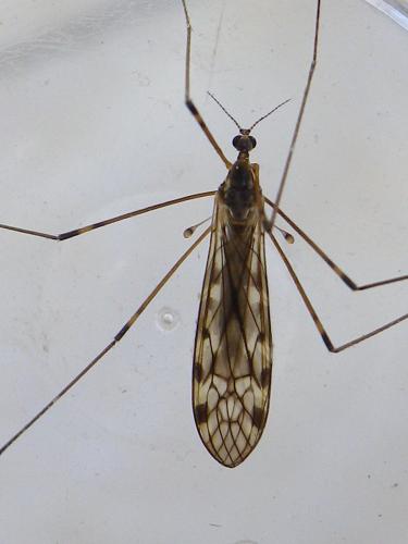 Limonia hercegovinae